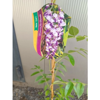 GLICYNIA WISTERIA szczepiona biało - fioletowa - sadzonki 120 / 150 cm